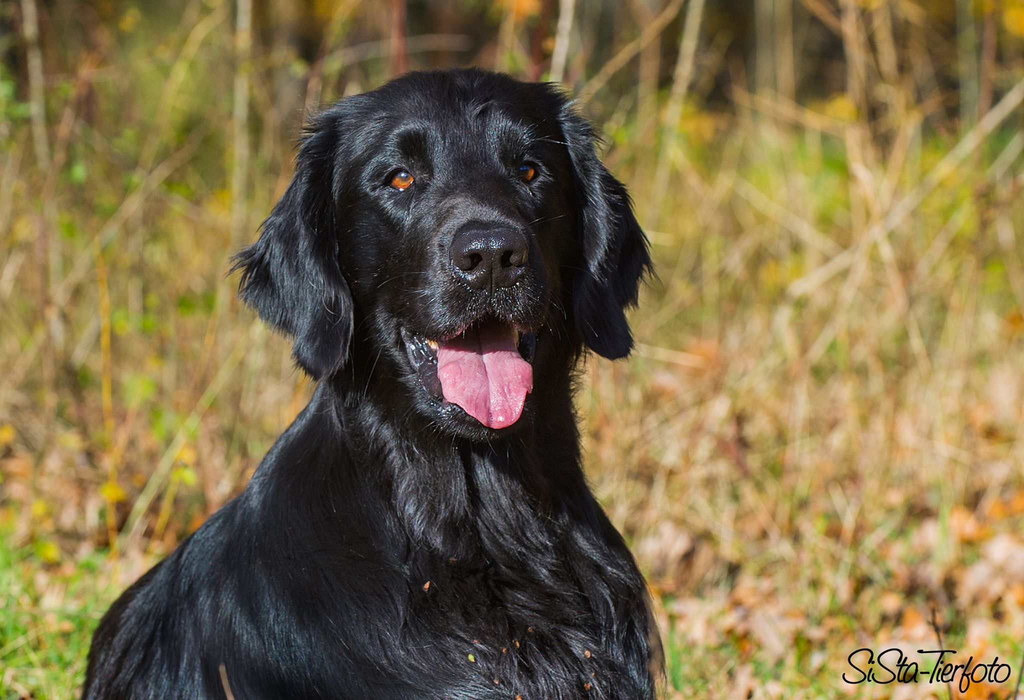 Roughtoughflats.de DER Flat Coated Retriever / THE Flat Coated Retriever